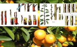 How to properly plant a tangerine at home