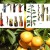 How to properly plant mandarin at home