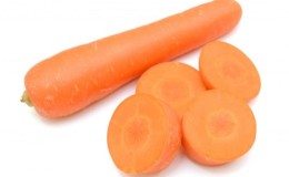 Early maturing, cold-tolerant hybrid of Dordogne carrots