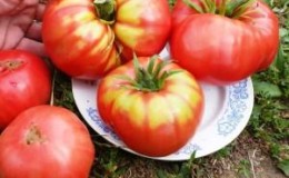 A promising newcomer among tomato varieties is the King of Kings tomato, which is rapidly gaining popularity