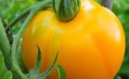 Record content of nutrients, bright appearance and rich taste - tomato