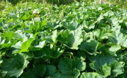 What to do when the pumpkin does not bloom and why it happens