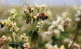 What is buckwheat - cereal, cereal or grain?