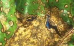 Diseases and pests of parsley: photos, methods of control and prevention