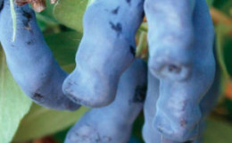 Edible honeysuckle