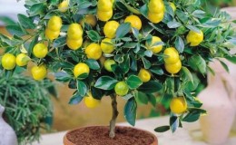 What to do if lemon leaves fall