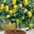 How to grow lemon at home on a windowsill
