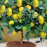 How to grow lemon at home on a windowsill