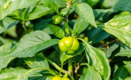 Why pepper does not turn red and what to do to speed up ripening