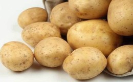 Potato variety