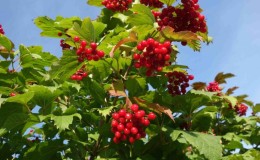 Instructions for planting viburnum in the fall for beginner gardeners
