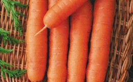 Features of red carrots without a core