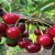 What are good cherry and sweet cherry hybrids and what are their features