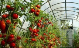 Growing tomatoes in a greenhouse: step-by-step instructions for novice gardeners and advice from experienced colleagues