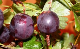 Review of the North Captain gooseberry variety, its pros and cons