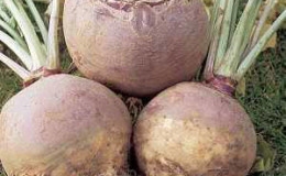 Useful properties and contraindications of rutabagas: how to use the root crop in cooking, cosmetology and folk medicine