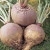Useful properties and contraindications of rutabagas: how to use the root crop in cooking, cosmetology and folk medicine