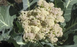 If cauliflower has bloomed, what to do with it and can you eat it