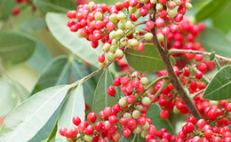 How and where does pink pepper grow and in what areas it is used
