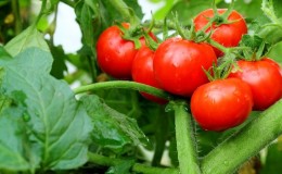 We will tell and show you how to grow a tomato