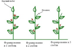 Do I need to pinch peppers: arguments for and against, step-by-step instructions for removing stepchildren and useful tips