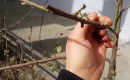 Peach propagation methods by cuttings in summer: instructions and useful tips