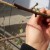 Peach propagation methods by cuttings in summer: instructions and useful tips