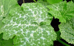 Why does powdery mildew appear and why is it dangerous on cucumbers: photo and treatment, preventive measures