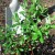 Guide to planting sea buckthorn seedlings in spring: how to arrange and plant bushes so that they bear fruit