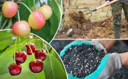 Rules for feeding cherries in the fall and the selection of the best fertilizers for these purposes
