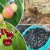 Rules for feeding cherries in the fall and the selection of the best fertilizers for these purposes