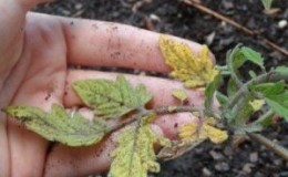 We figure out what to do if the tomatoes burned out in the greenhouse - how to save your crop