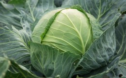 Late cabbage variety Sugarloaf
