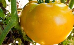 Why summer residents love the Altai orange tomato so much, reviews about its yield and care secrets