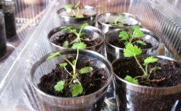 A beginner's guide: how to grow raspberries from seed for seedlings at home