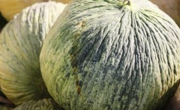Uzbek autumn melon