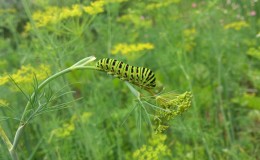 What are the pests of dill: photos and fight against them, diseases and preventive measures to protect the crop