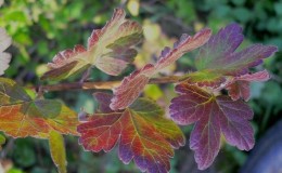 Why do red spots appear on gooseberry leaves and how to deal with it