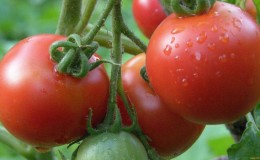 The leader among early ripe tomatoes, the favorite of farmers: the Katyusha tomato, characteristics and description of the variety