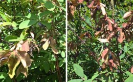 Why honeysuckle does not grow - causes and solutions to the problem
