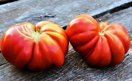 We grow on our own large tomatoes with sweet, juicy, grainy pulp: Tomato