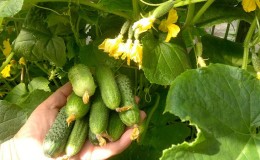 Why do you need to process cucumbers with brilliant green and how to carry it out correctly