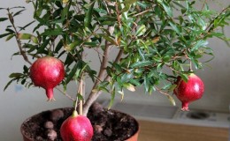 A beginner's guide: how to care for a potted pomegranate at home