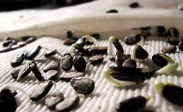 How to germinate watermelon seeds correctly and what to do next with the finished planting material