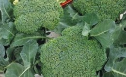 Description broccoli Lord F1 with photos, reviews and recommendations for growing