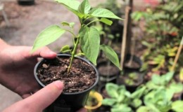 Why does not pepper bloom in a greenhouse: determine the cause of the problem and get rid of it