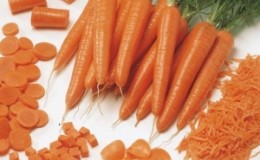 Amsterdam early ripe carrot variety Touchon