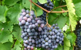 Frost-resistant high-yielding hybrid of grapes