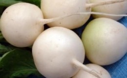 What is special about white radish: description and characteristics of varieties