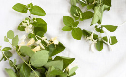 How to propagate honeysuckle honeysuckle cuttings in summer